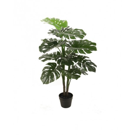 Monstera Green