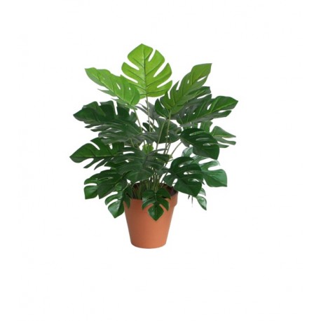 Monstera Green