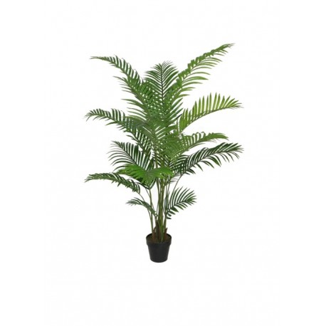 Areca Palme Green